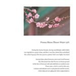 Beauty of Joseon Apricot Blossom Peeling Gel 100mL - Image 7